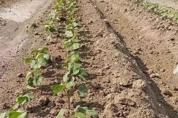 棉花僵苗有哪些症状,具有植株矮小、根茎发黑、叶片发黄等表现