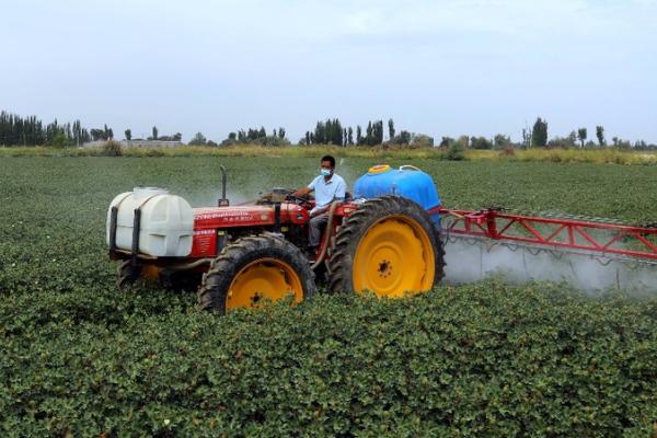 棉花僵苗有哪些症状,具有植株矮小、根茎发黑、叶片发黄等表现