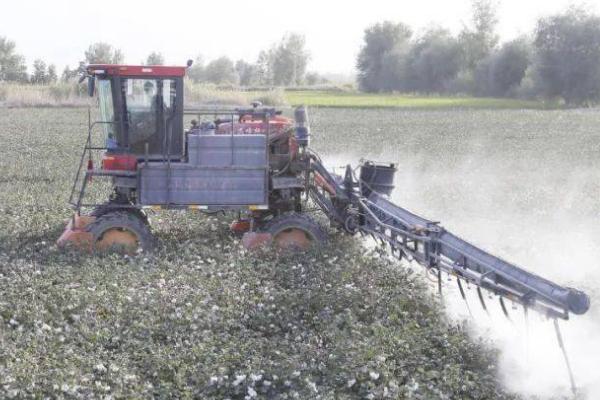 棉花僵苗有哪些症状,具有植株矮小、根茎发黑、叶片发黄等表现