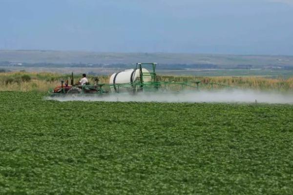 棉花僵苗有哪些症状,具有植株矮小、根茎发黑、叶片发黄等表现