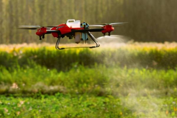 棉花僵苗有哪些症状,具有植株矮小、根茎发黑、叶片发黄等表现