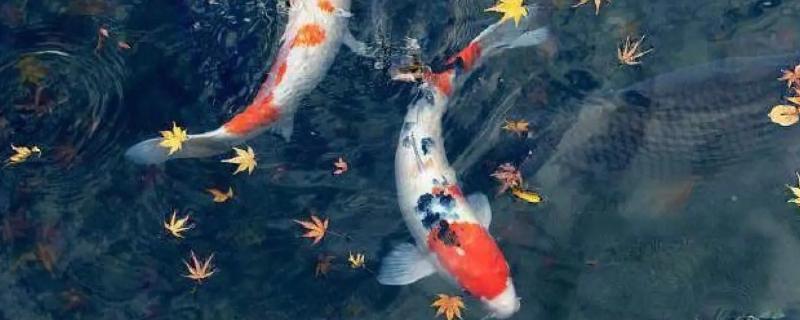 锦鲤如何分辨公母