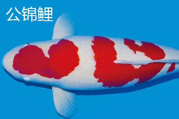 锦鲤如何分辨公母,可从体型、生殖孔、胸腹鳍等部位分辨