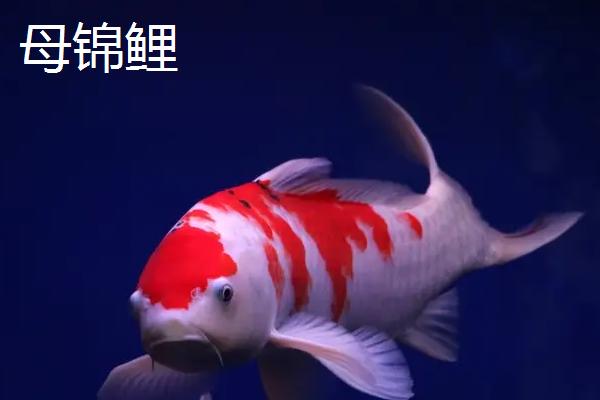 锦鲤如何分辨公母,可从体型、生殖孔、胸腹鳍等部位分辨