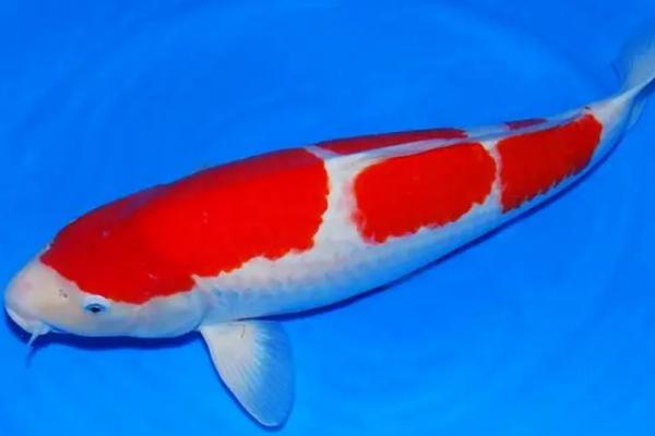 锦鲤如何分辨公母,可从体型、生殖孔、胸腹鳍等部位分辨