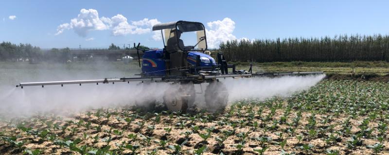 种植根菜类蔬菜怎么防治杂草