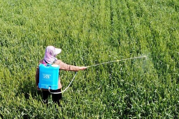 种植根菜类蔬菜怎么防治杂草,移栽前可用二甲戊灵兑水喷雾