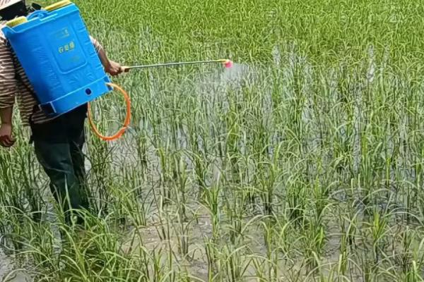 种植根菜类蔬菜怎么防治杂草,移栽前可用二甲戊灵兑水喷雾