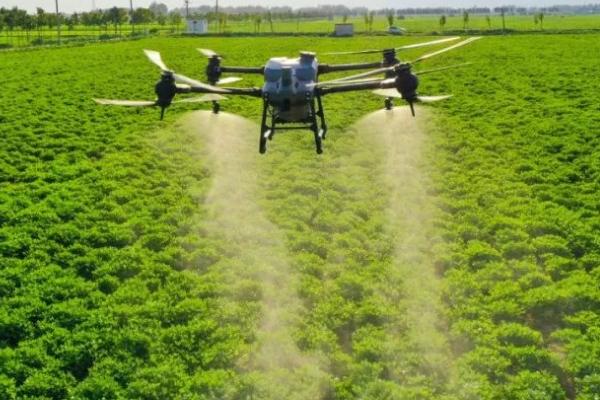 种植根菜类蔬菜怎么防治杂草,移栽前可用二甲戊灵兑水喷雾