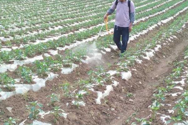 种植根菜类蔬菜怎么防治杂草,移栽前可用二甲戊灵兑水喷雾