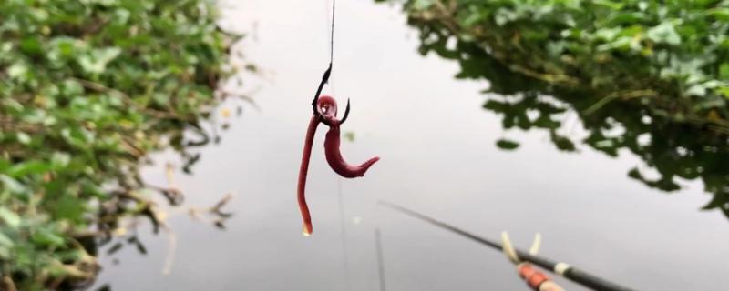 逗钓鲤鱼用什么饵料