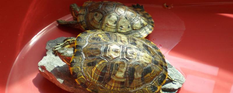 乌龟睡觉的方式