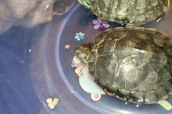 乌龟睡觉的方式,会将四肢和脑袋全部伸出