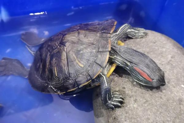 乌龟睡觉的方式,会将四肢和脑袋全部伸出