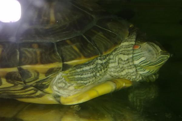 乌龟睡觉的方式,会将四肢和脑袋全部伸出