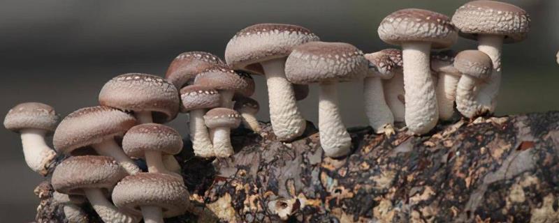 冬天怎么种植及管理香菇