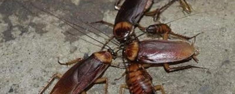 蟑螂的生活习性