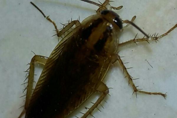 蟑螂的生活习性,喜暗怕光、昼伏夜出