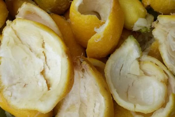 蟑螂的生活习性,喜暗怕光、昼伏夜出