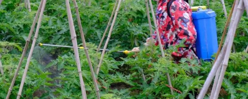 大棚番茄怎么使用叶面肥