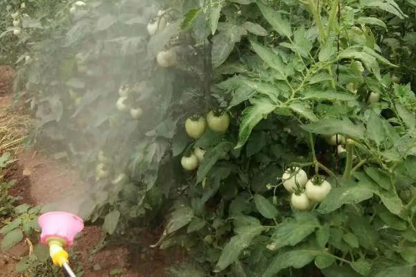 大棚番茄怎么使用叶面肥,可以每隔5-7天喷施1次