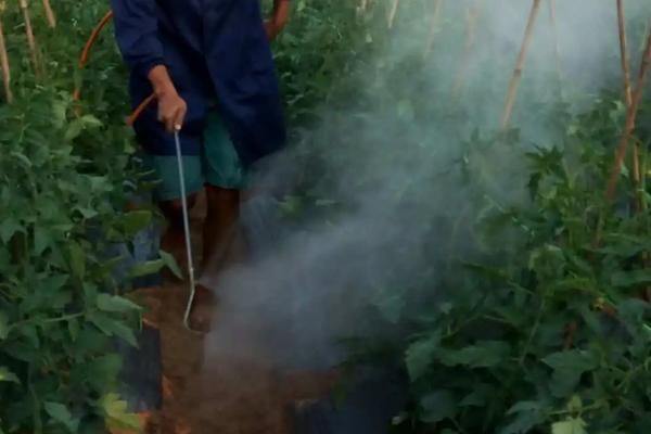 大棚番茄怎么使用叶面肥,可以每隔5-7天喷施1次