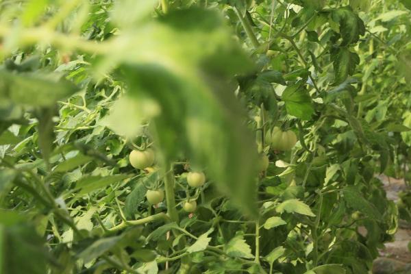 大棚番茄怎么使用叶面肥,可以每隔5-7天喷施1次