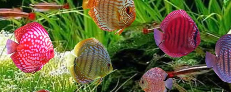 养殖七彩神仙鱼的注意事项