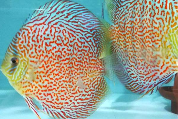 养殖七彩神仙鱼的注意事项,保证水质干净和合理喂食