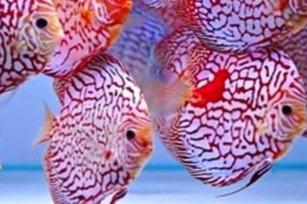 养殖七彩神仙鱼的注意事项,保证水质干净和合理喂食