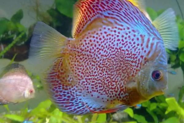 养殖七彩神仙鱼的注意事项,保证水质干净和合理喂食
