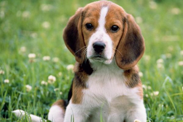 狗低温的原因,低血糖、疾病或长时间在寒冷环境下都会导致