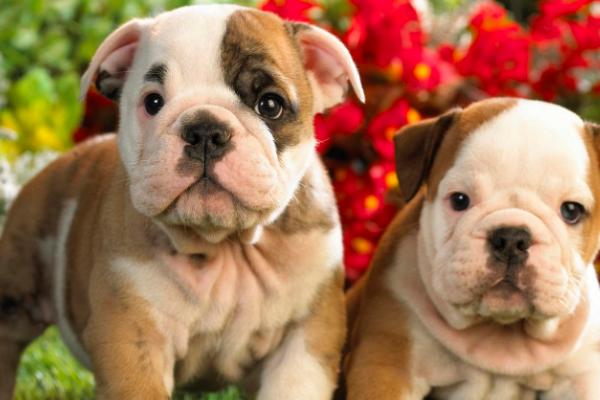 狗低温的原因,低血糖、疾病或长时间在寒冷环境下都会导致