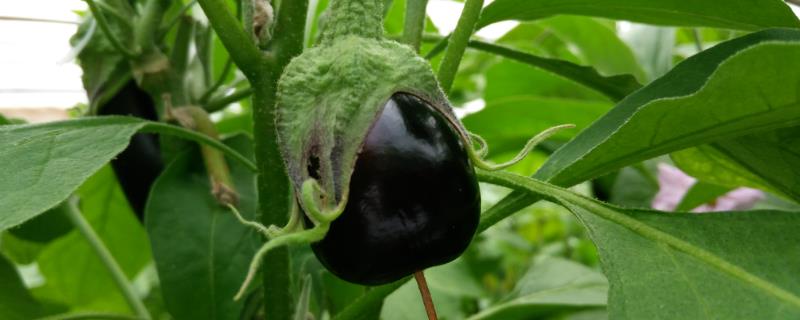 茄子的生理期病害有哪些