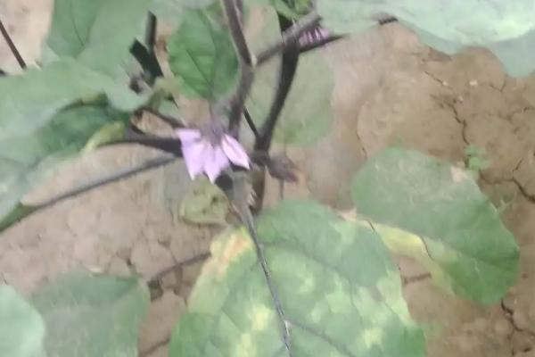 茄子的生理期病害有哪些,有畸形果、低温障碍、秧苗疯长等