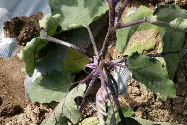 茄子的生理期病害有哪些,有畸形果、低温障碍、秧苗疯长等