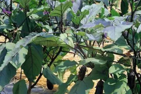 茄子的生理期病害有哪些,有畸形果、低温障碍、秧苗疯长等