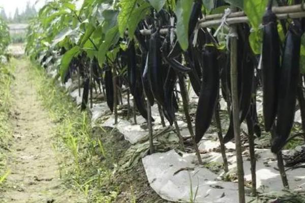 茄子的生理期病害有哪些,有畸形果、低温障碍、秧苗疯长等