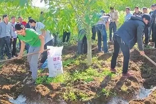 果园施肥误区，这五个方面需注意