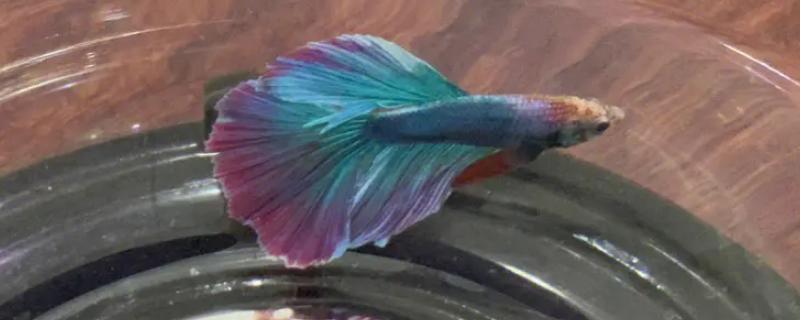 斗鱼身体s型弯曲是什么病