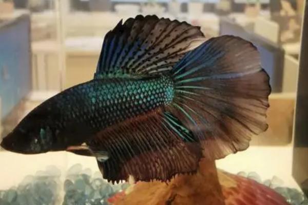 斗鱼身体s型弯曲是什么病,可能是得了鱼弯体病