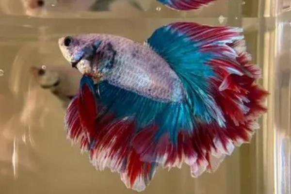 斗鱼身体s型弯曲是什么病,可能是得了鱼弯体病