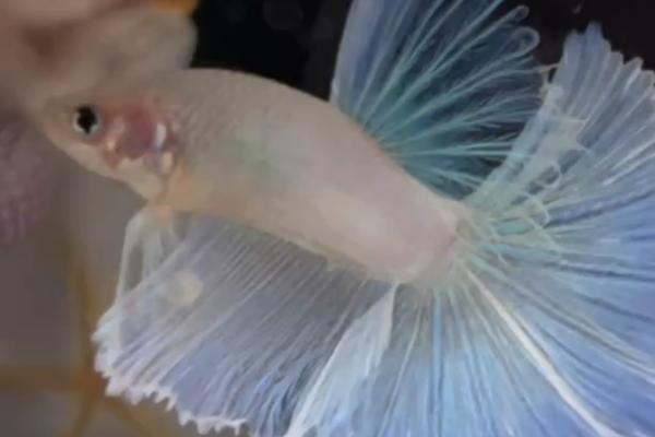 斗鱼身体s型弯曲是什么病,可能是得了鱼弯体病