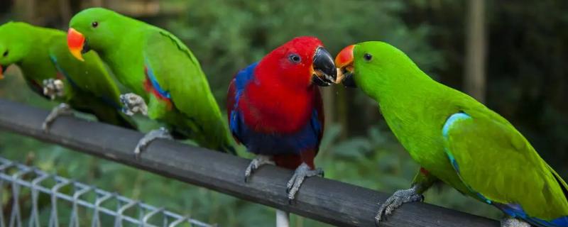 鹦鹉怎么看年龄