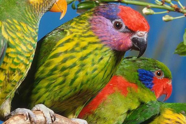 鹦鹉怎么看年龄,可通过羽毛、脚趾和鼻子来辨别