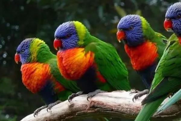 鹦鹉怎么看年龄,可通过羽毛、脚趾和鼻子来辨别