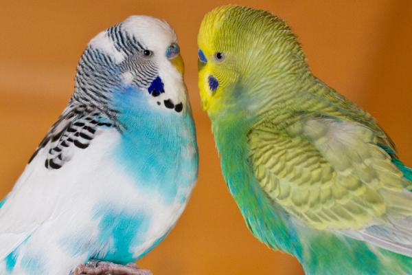 鹦鹉怎么看年龄,可通过羽毛、脚趾和鼻子来辨别