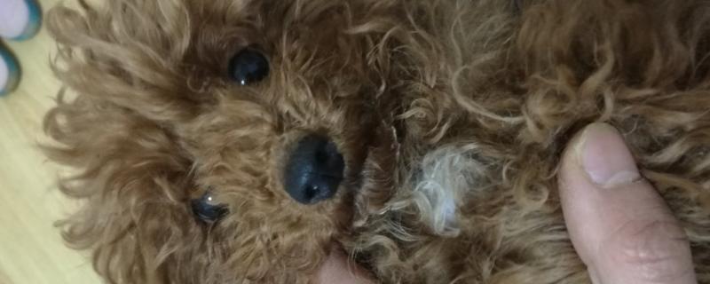 泰迪胸前有白毛健康吗