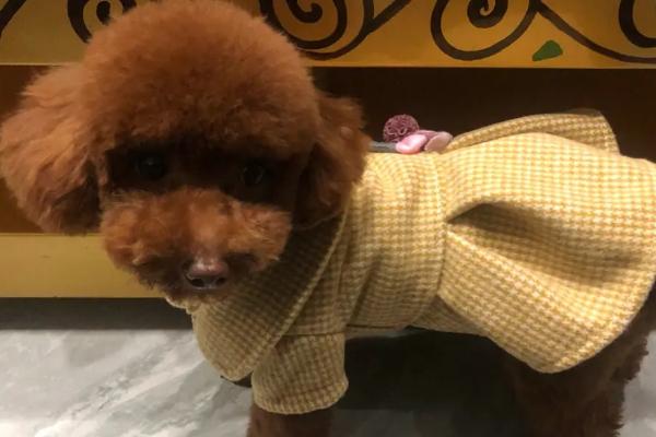 泰迪胸前有白毛健康吗,狗狗的基因或环境的变化等都会导致