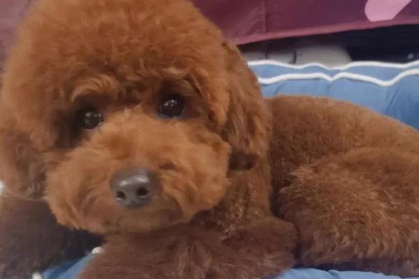 泰迪胸前有白毛健康吗,狗狗的基因或环境的变化等都会导致